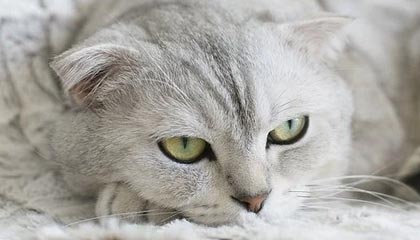 记录和蜜桃视频在线IOS的一次谈话 · 故事837
